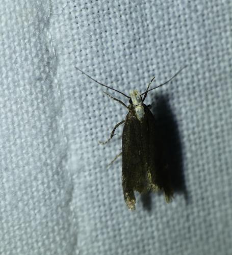 Aroga flavicomella